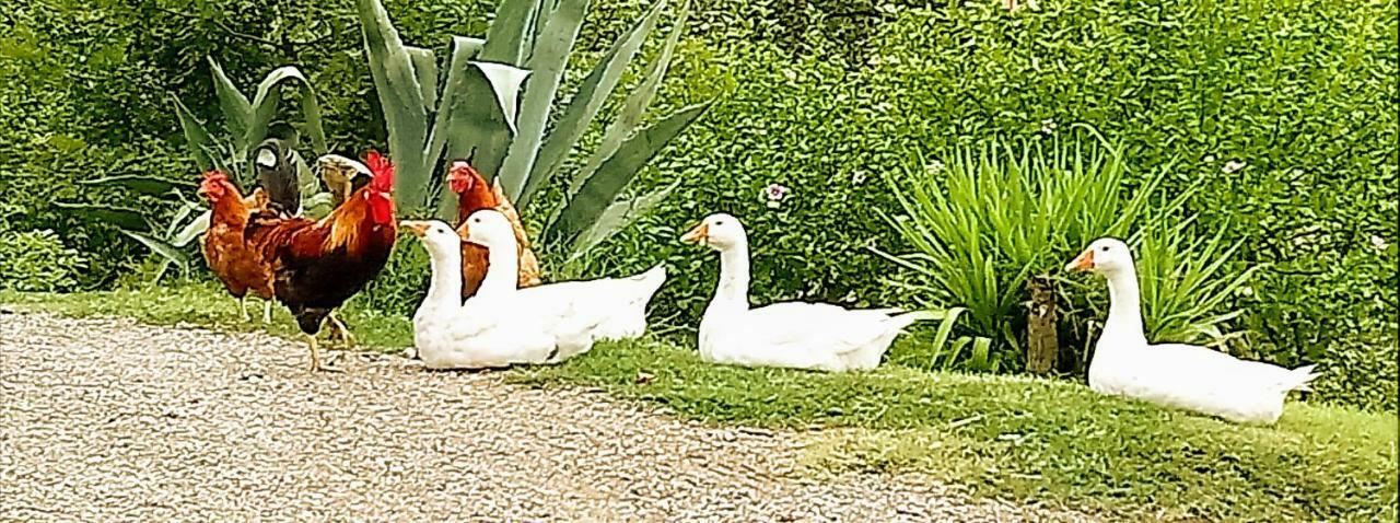 קיאנצ'נו טרמה Agriturismo Casa Rossa מראה חיצוני תמונה